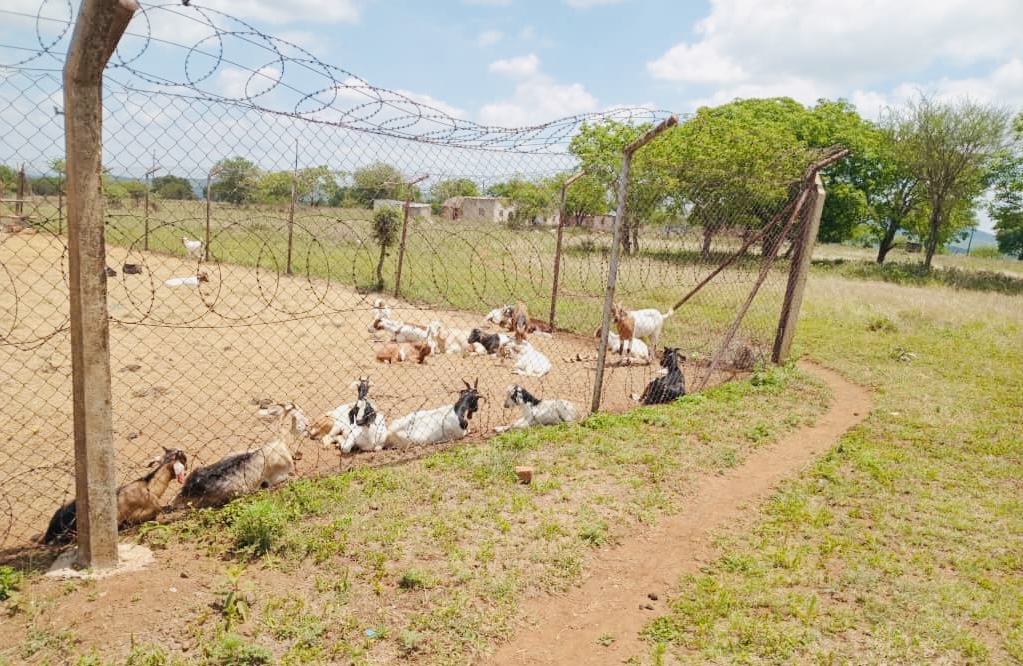 Ex-MP Machawe Mavuso says stolen goats owners now forced to pay R120.00, livestock recovered by soldiers as confirmed by Army Spokesperson Lieutenant Tengetile Khumalo.