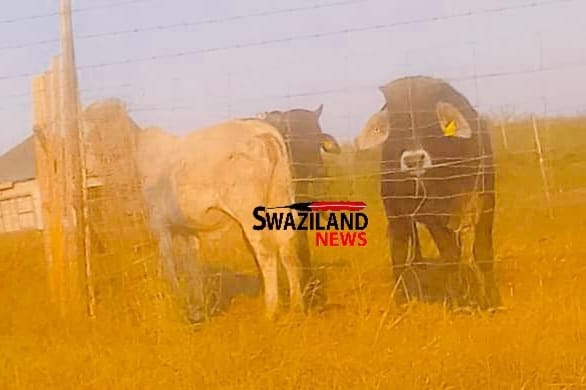 CONFIRMED:Eswatini Prime Minister Russell Mmiso Dlamini received these cattle from Ministers as “tetfulo”, cows kept at Nhlambeni PM’s home.