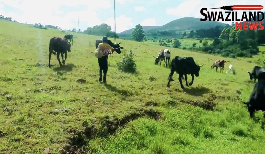 King Mswati urges Government to fight Foot and Mouth Disease (FMD) threatening emaSwati’s cattle in the rural areas, Gugwini-Sibovu resident says a cow is a precious resource.