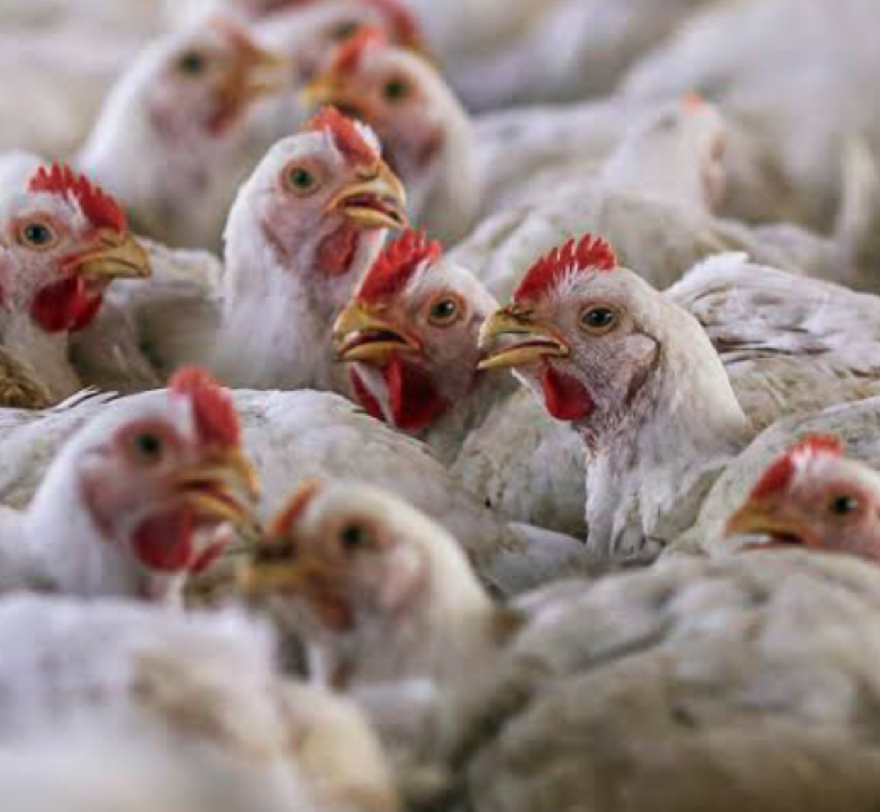 Consumers Association urges government to ban South African poultry products amid bird flue outbreak 