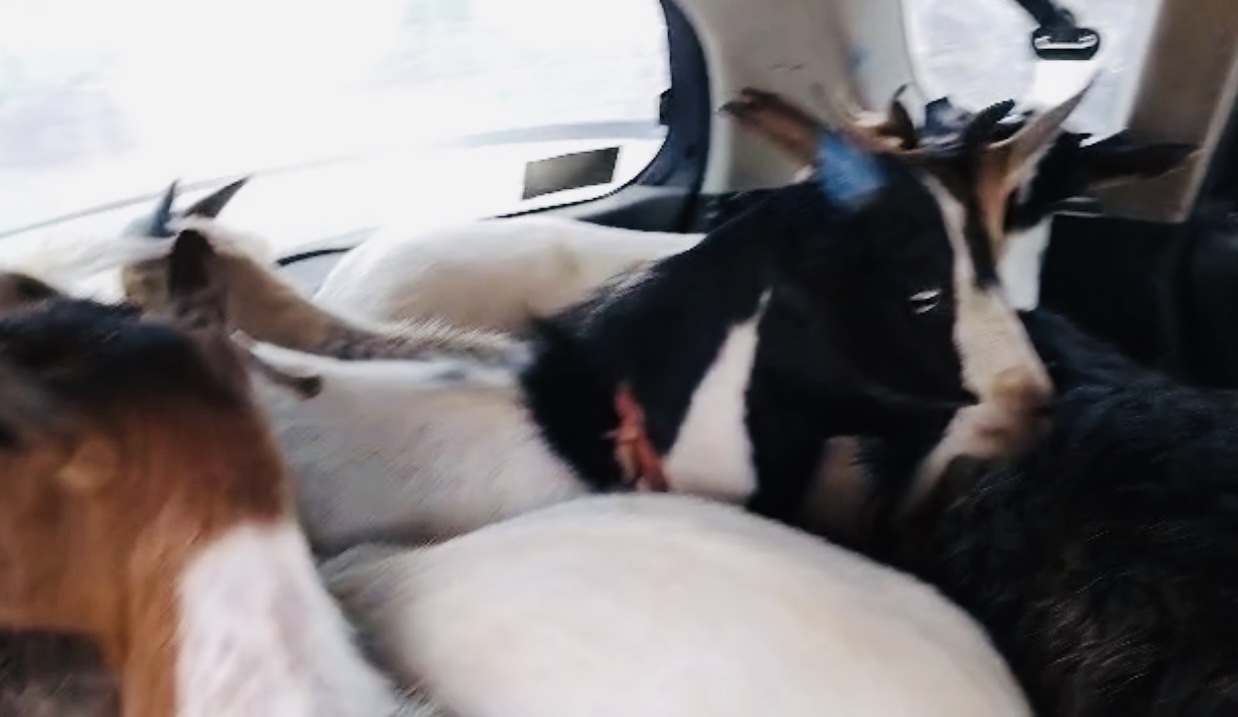 Army Spokesperson Lieutenant Tengetile Khumalo warns criminals after soldiers apprehended suspects with alleged stolen goats loaded in a Honda Fit.