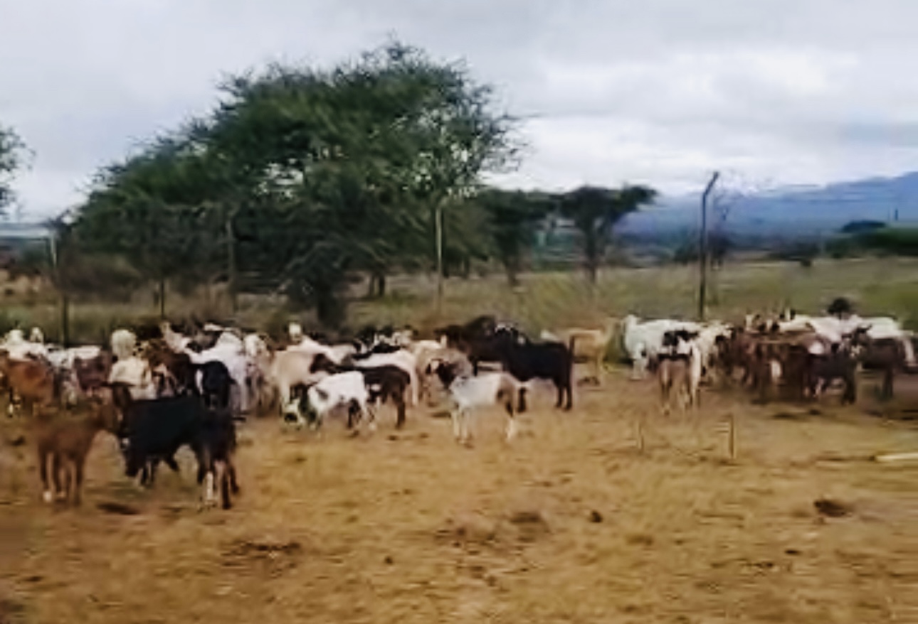 Army Spokesperson Lieutenant Tengetile Khumalo urges members of the public who lost livestock to contact the police, soldiers caught suspects with over one hundred(100) goats.