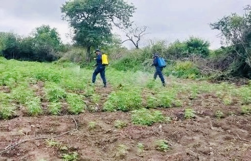 OPINION:Dagga farmers must join struggle for democracy and liberate the country amid State persecution, police destroying their product.