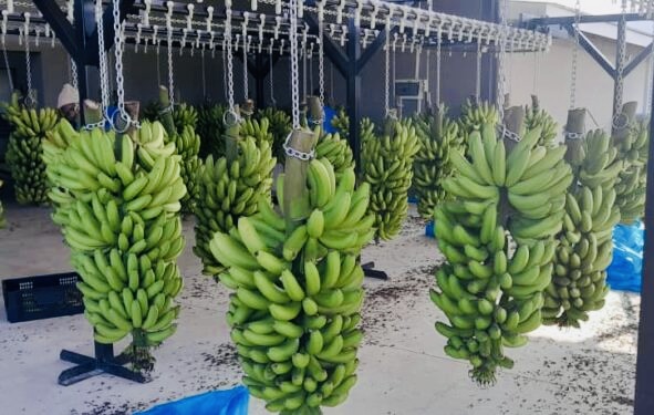 Business Eswatini says banana industry contributing to economic growth,successfully holds meeting with producers to discuss export border challenges.