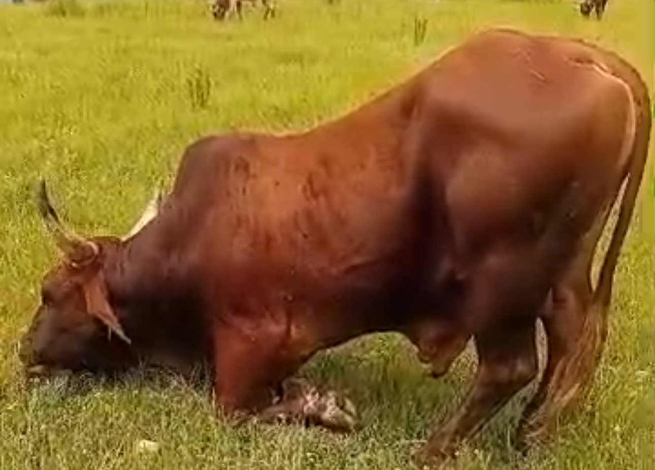 Eswatini Government failing to control Foot and Mouth Disease (FMD), beef industry under threat.