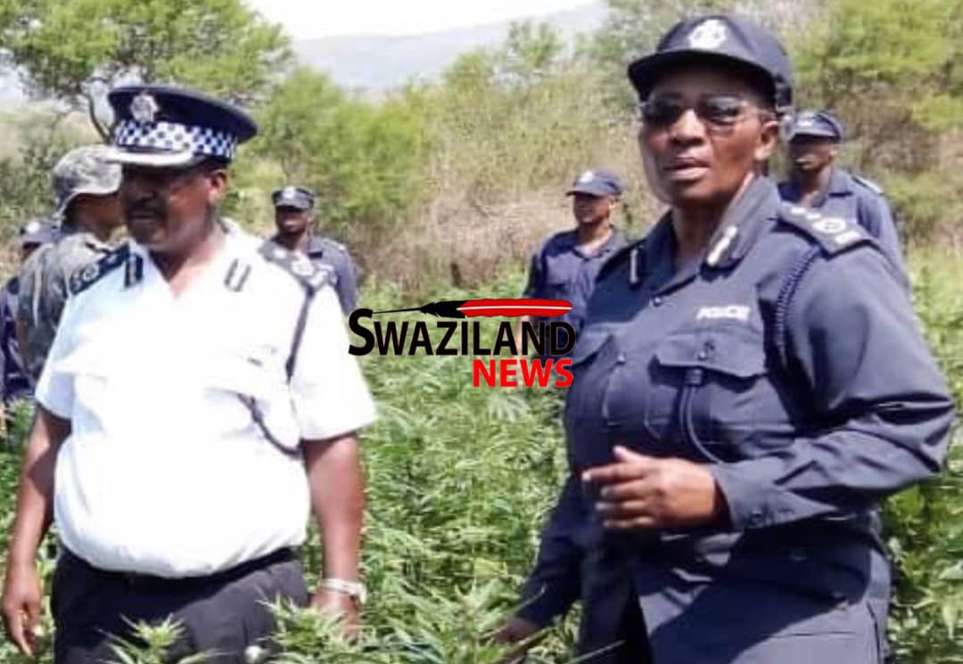 National Commissioner Vusi Manoma Masango orders police to destroy all dagga fields, about 70% of the population lives in poverty and survive through cannabis farming.